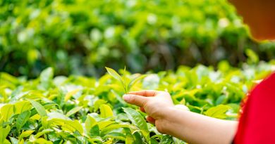 Авто-пешеходные экскурсии из Головинки